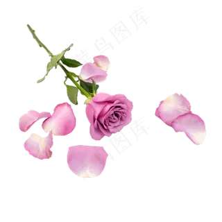 紫色玫瑰花和花瓣