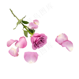 紫色玫瑰花和花瓣