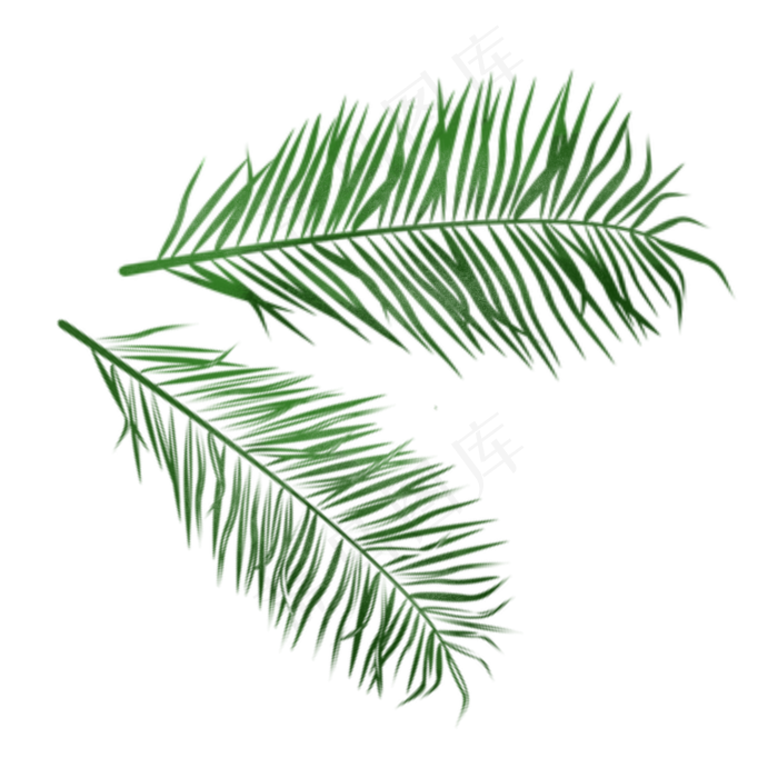 手绘绿色植物椰树叶子(2480X2480(DPI:300))psd模版下载