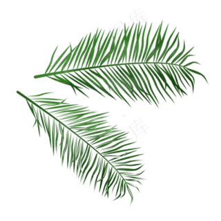 手绘绿色植物椰树叶子