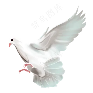降落的白鸽