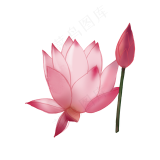 古风素材荷花荷花苞png素材