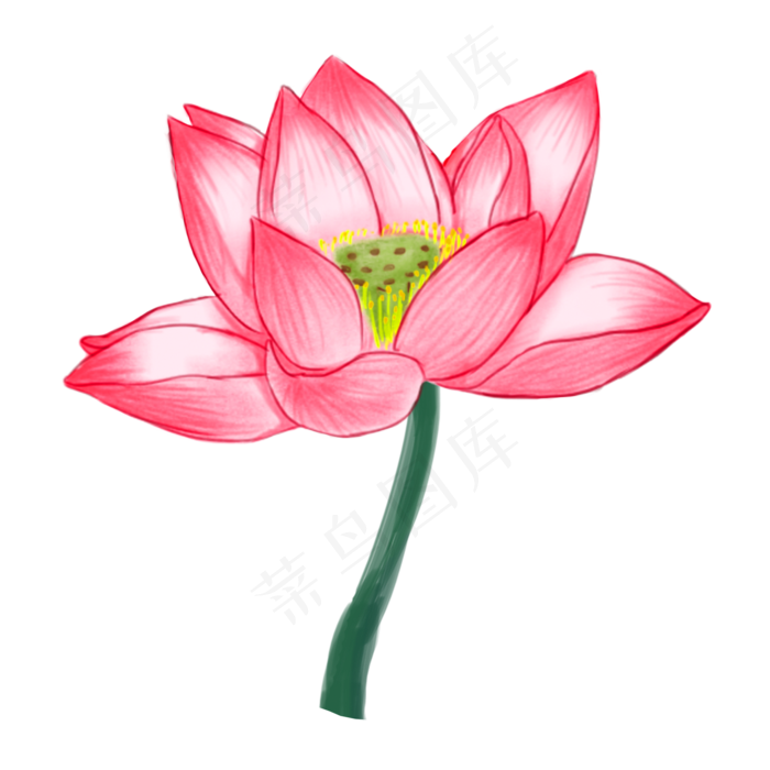 粉红色的莲花免抠图