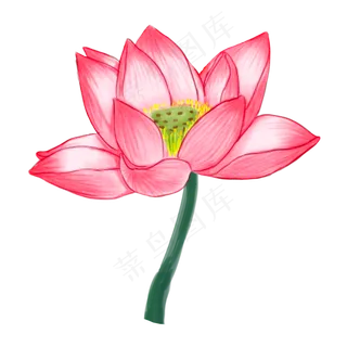 粉红色的莲花免抠图