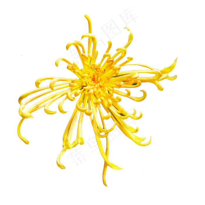 黄色秋菊菊花,免抠元素