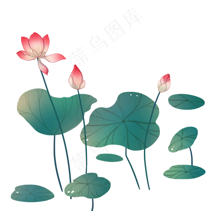 粉色荷花花苞,免抠元素