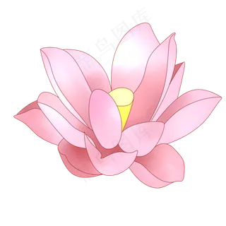 一朵粉色荷花插图