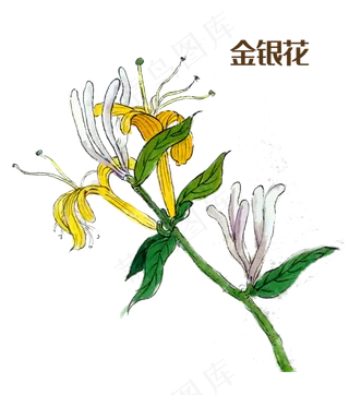 国画中药材金银花,免抠元素