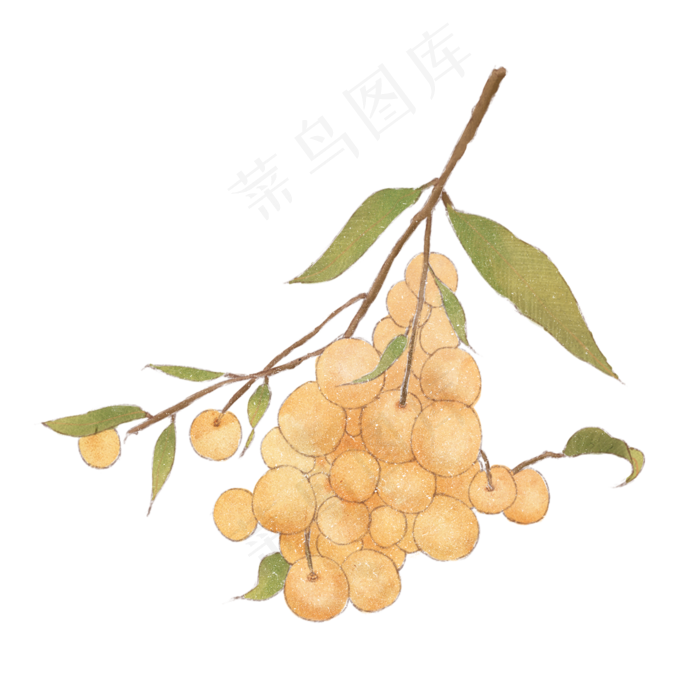 白露时节带叶子的龙眼,免抠元素