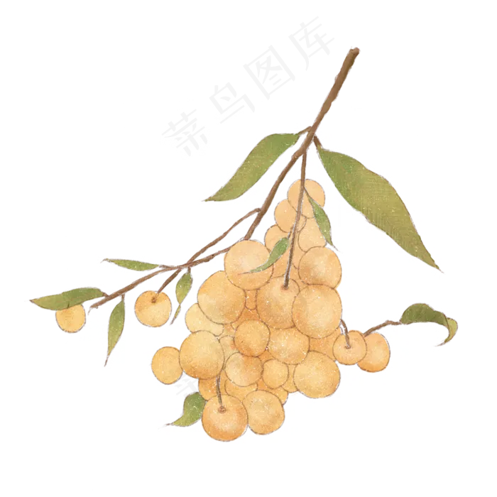 白露时节带叶子的龙眼,免抠元素(2000*2000px 300 dpi )psd模版下载