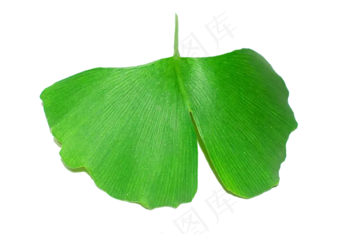 绿叶银杏叶(2000X2000(DPI:300))