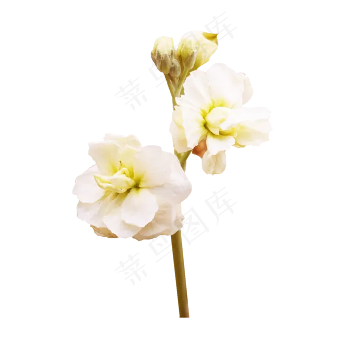 一枝美丽的白茉莉(2000X2000(DPI:300))psd模版下载
