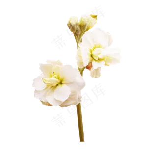 一枝美丽的白茉莉