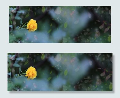 光影里的一朵黄玫瑰