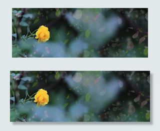 光影里的一朵黄玫瑰