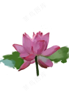 手绘荷花大荷叶