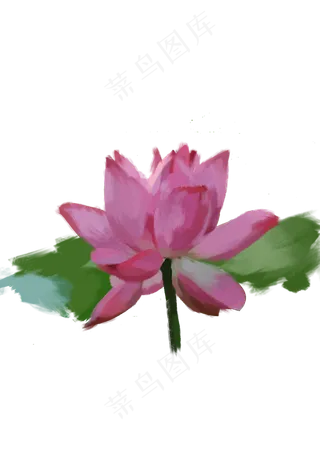 手绘荷花大荷叶