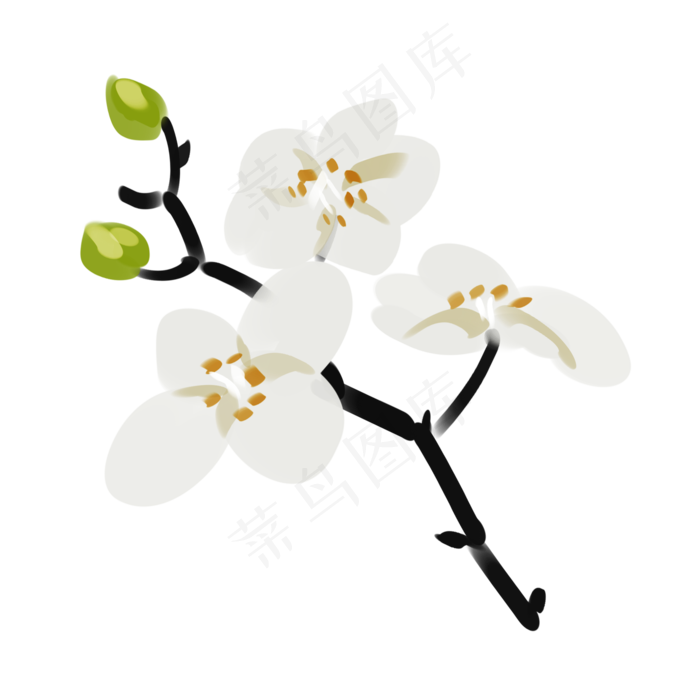 白色梨花装饰插画