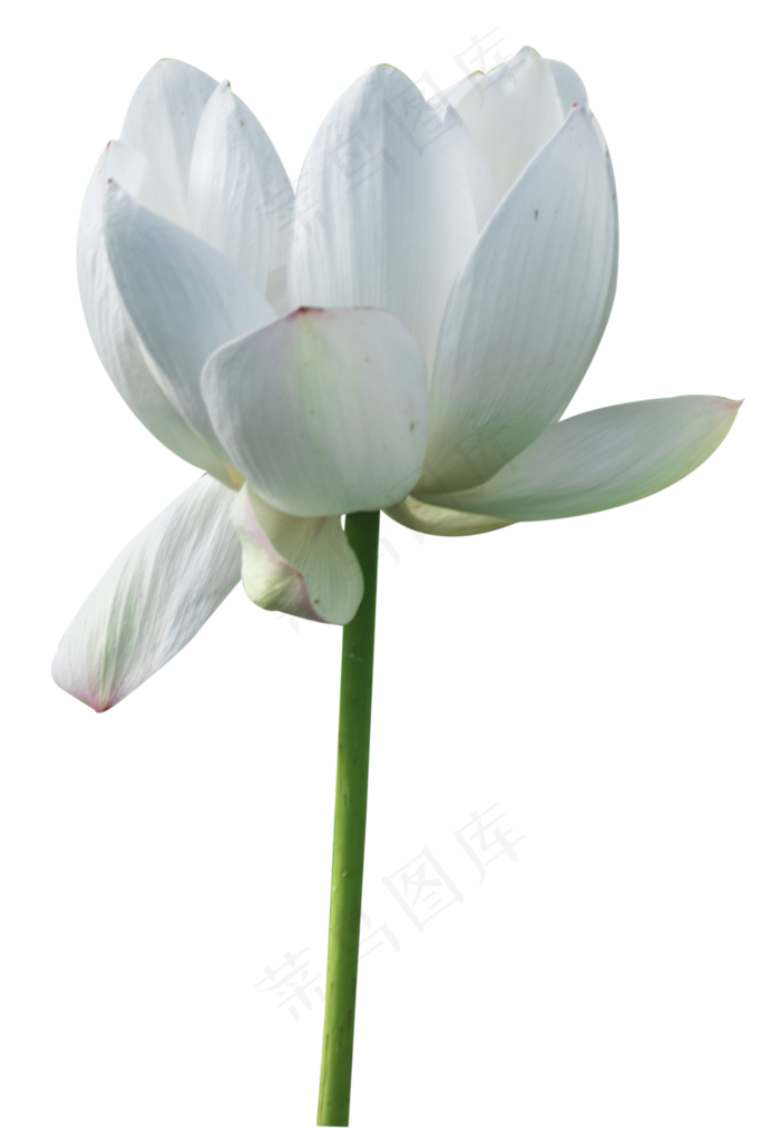 白色荷花(2125X3072(DPI:300))psd模版下载