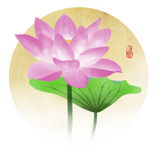 花荷花莲花