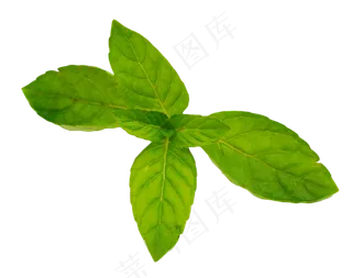 绿色薄荷叶子,免抠元素