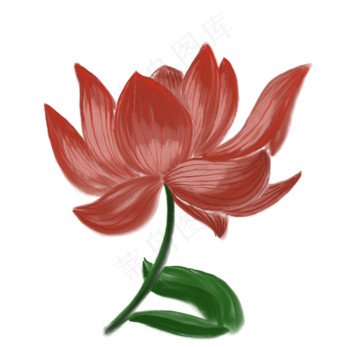 一朵盛开的荷花红色插图免抠(2000X2000(DPI:132))psd模版下载