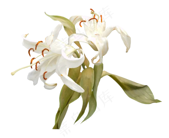 百合花花朵花束(3300*2700px 300 dpi )