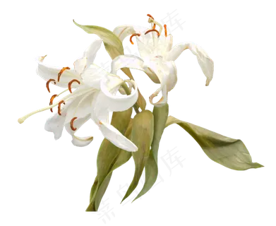 百合花花朵花束 百合花花朵花束