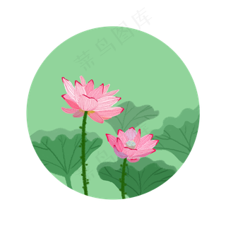 夏季的荷花和荷叶PNG