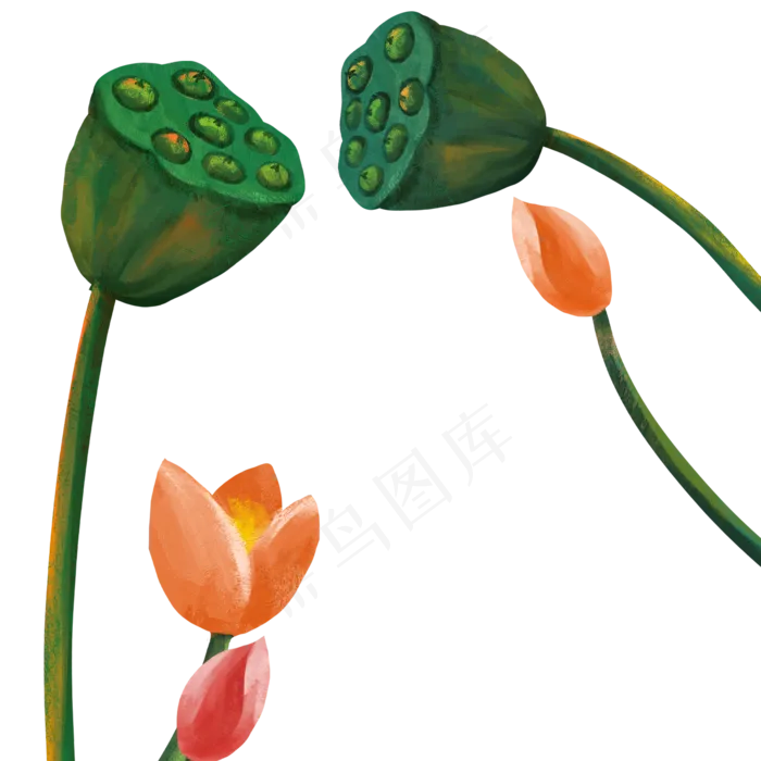 夏至夏日荷花莲蓬(2000X2000(DPI:300))psd模版下载