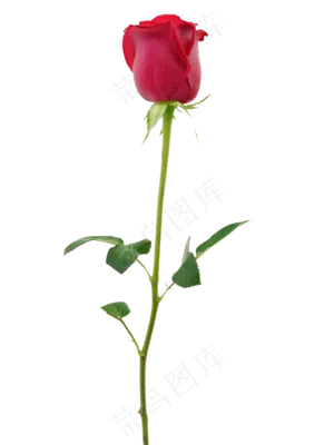 一束鲜花玫瑰花