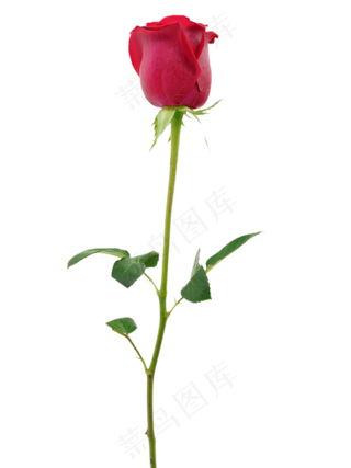 一束鲜花玫瑰花