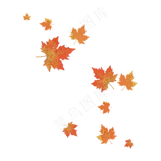 枫叶秋天落叶飘零,免抠元素