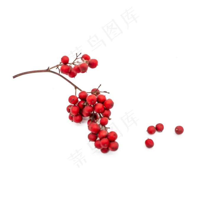 干花圣诞冬青果红色果子装饰物品(2000*2000px 300 dpi )