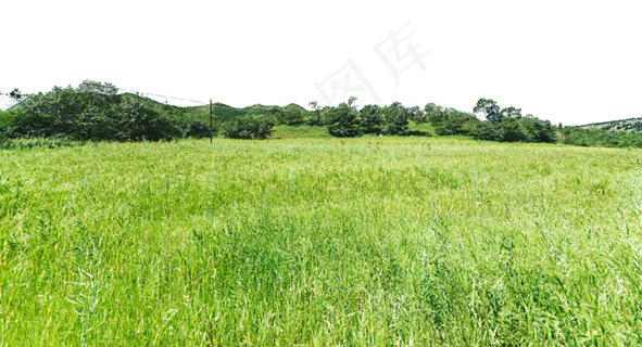 杂草地向日葵树林,免抠元素