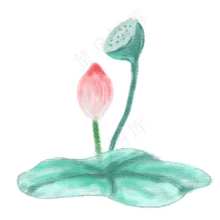 一朵水彩荷花插图(2000X2000(DPI:300))psd模版下载