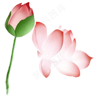 两个卡通荷花