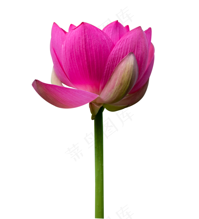 一朵荷花(2706X2976(DPI:300))psd模版下载