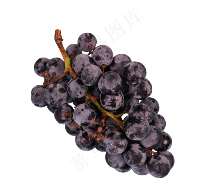 甜甜的水果之黑加仑