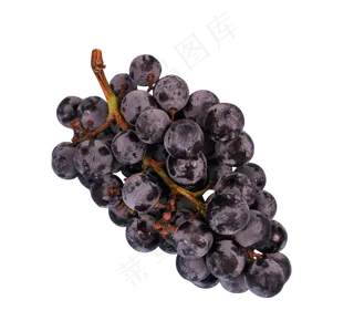 甜甜的水果之黑加仑