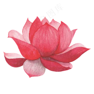 水彩小暑大暑荷花