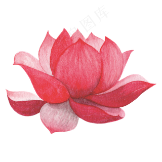 水彩小暑大暑荷花