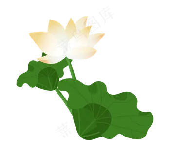 绿叶荷花花朵插图