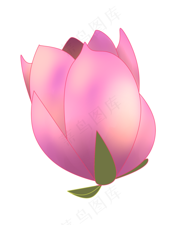 春天植物粉色荷花