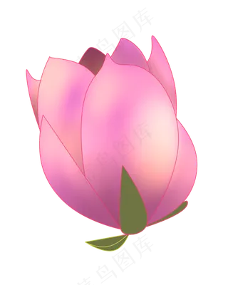 春天植物粉色荷花