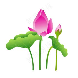 夏季节气荷花荷叶 