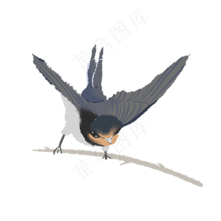 春季清明节的燕子