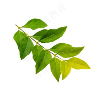 绿色叶子枝条 绿色叶子枝条