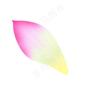 漂浮的荷花花瓣