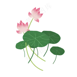 荷花荷叶png素材